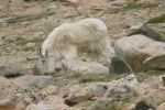 PICTURES/Mt. Evans - Idaho Springs, Colorado/t_Goat6.JPG